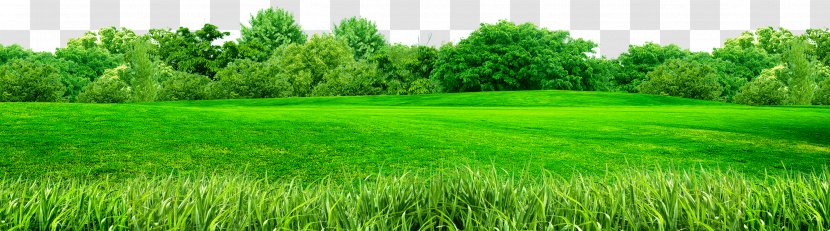 Cynodon - Crop - Grass, Green, Taobao Material, Transparent PNG