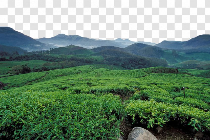Munnar Longjing Tea U5e90u5c71u4e91u96feu8336 Plantation - Farm - Green Garden Transparent PNG