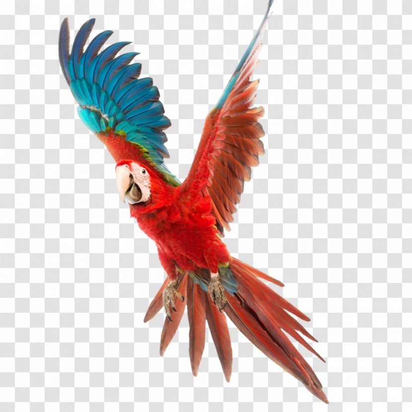 Bird Budgerigar Cockatiel Cockatoo Cage - Gallows - Parrot Transparent PNG