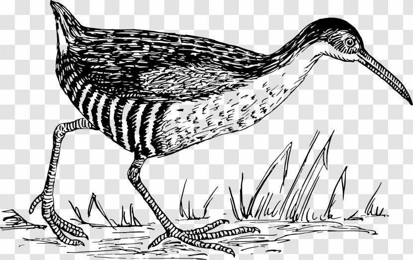 Water Bird Drawing Seabird Shorebirds - Fowl - Flock Of Birds Transparent PNG