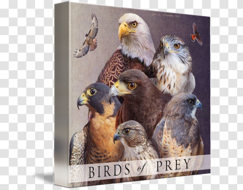 Canvas Print Painting Art Printing - Gallery Wrap - Birds Of Prey Transparent PNG