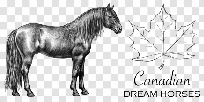 Canadian Horse Mustang Pony Stallion Pack Animal - Canada Transparent PNG