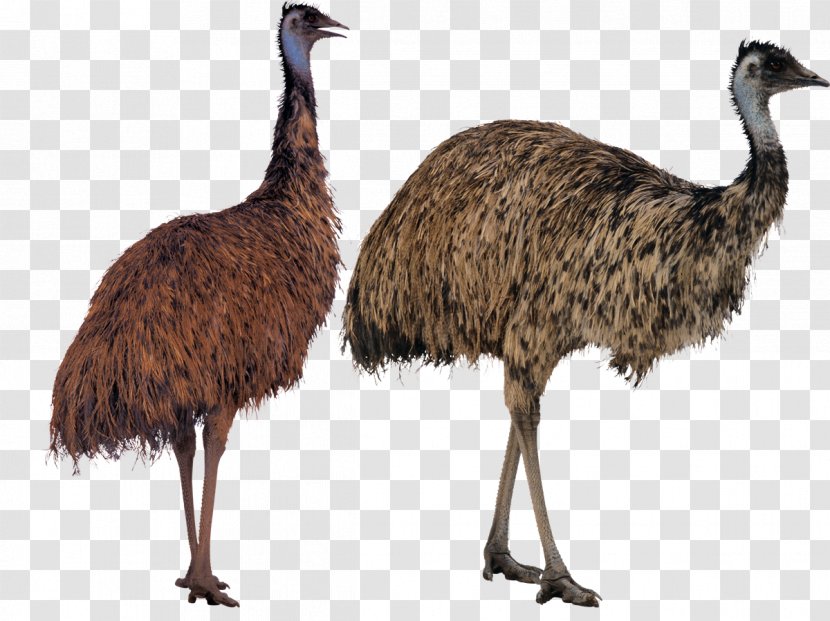 Common Ostrich Emu Bird Image Transparent PNG