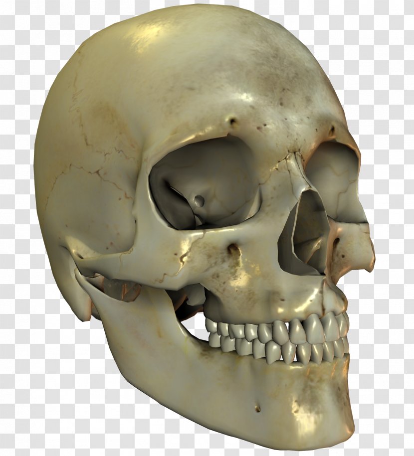 Skull Bone Skeleton Jaw Transparent PNG