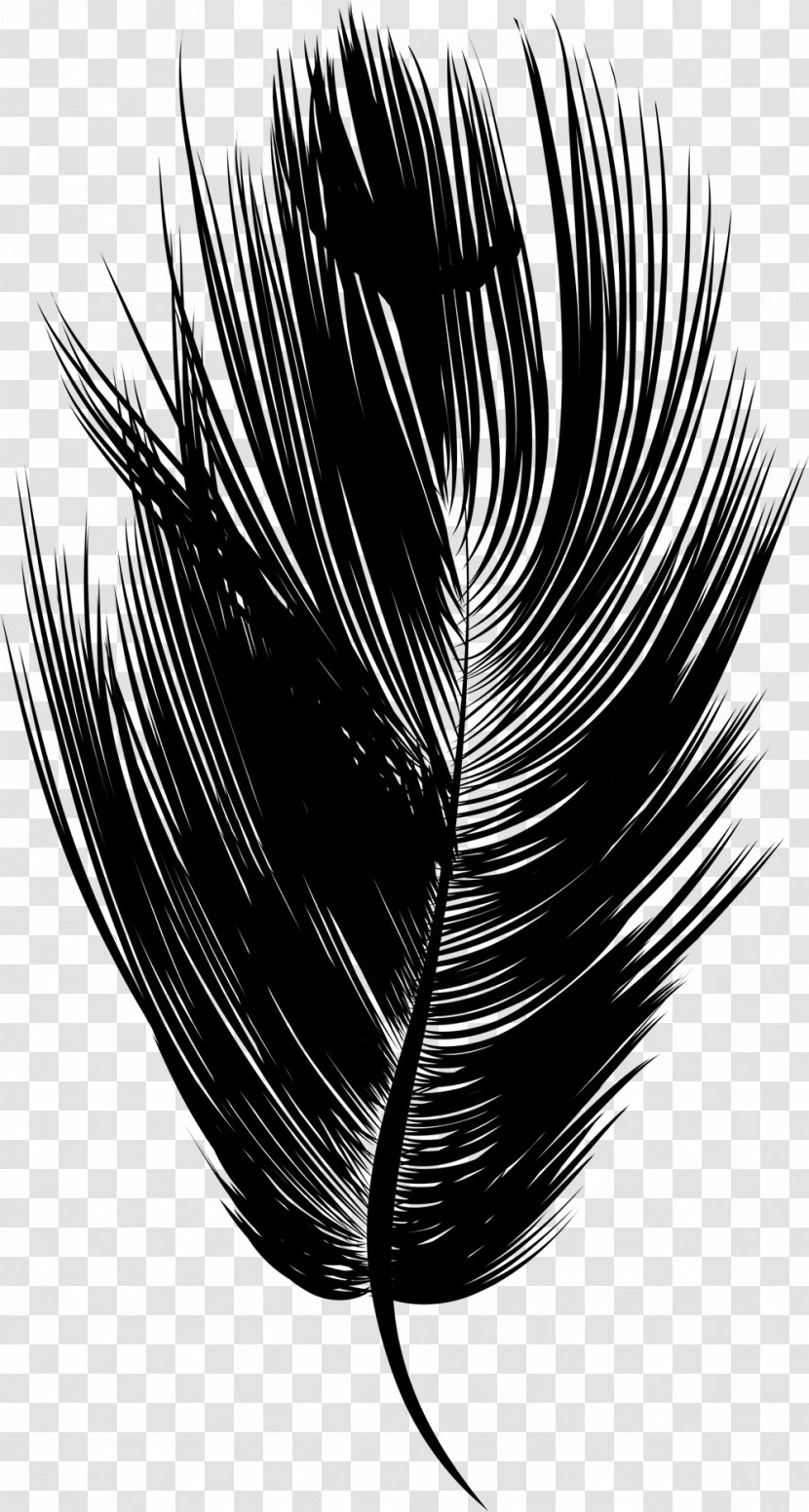 Eyelash Feather Line Black M - Hair - Monochrome Photography Transparent PNG