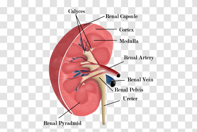 Excretory System Kidney Anatomy Urine Renal Physiology - Flower - Beans Transparent PNG