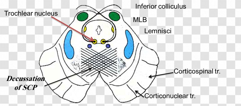 Inferior Colliculus Trochlear Nerve Superior Midbrain Nucleus - Flower - Brain Transparent PNG