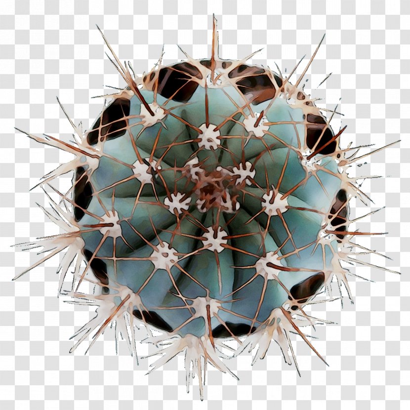 Thorns, Spines, And Prickles Strawberry Hedgehog Cactus Symmetry Echinocereus - Thorns Spines - Terrestrial Plant Transparent PNG