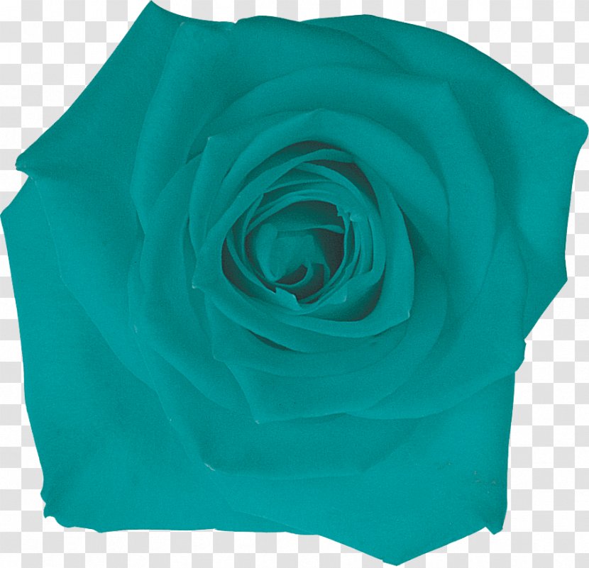 Garden Roses Turquoise Petal - Rose Transparent PNG