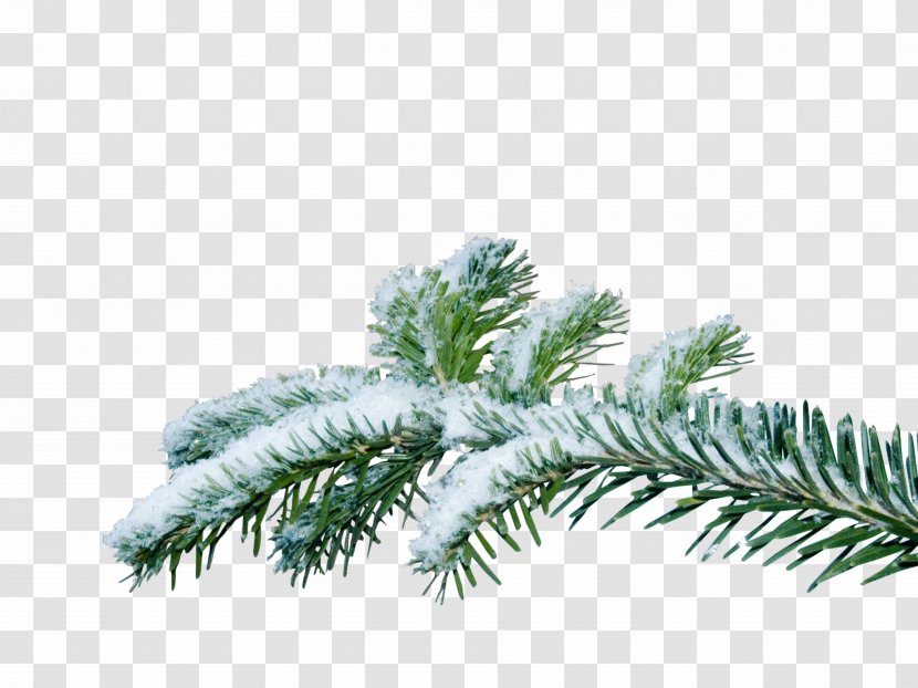 Christmas Tree Branch - Evergreen - Chris Pine Transparent PNG