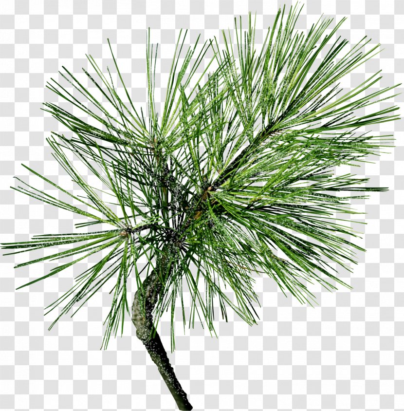 Pine Tree Conifer Cone Conifers Needle - Fir Transparent PNG