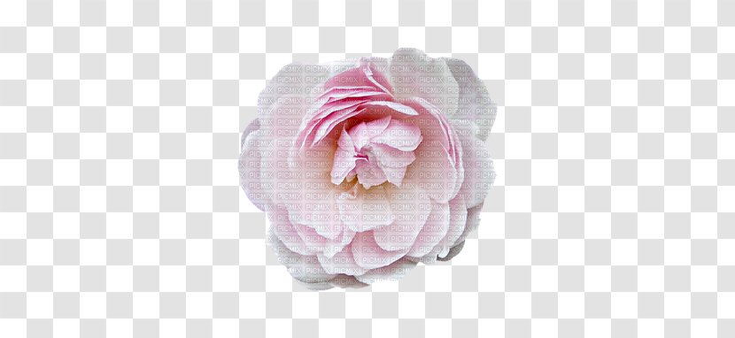 Centifolia Roses Garden Valentine's Day Dia Dos Namorados Transparent PNG