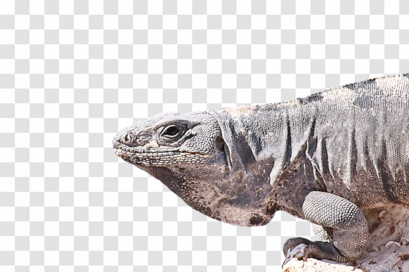 Common Iguanas Reptiles Green Iguana Lizard Painting Transparent PNG