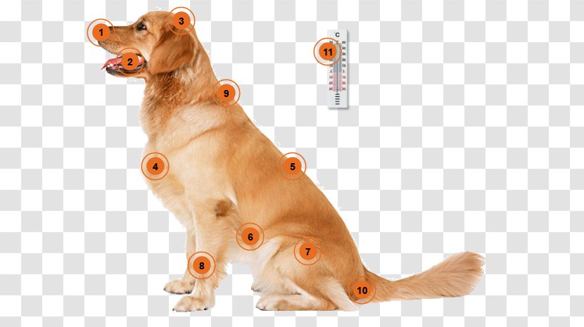 Dog Training Puppy Housetraining Cat - Harness Transparent PNG