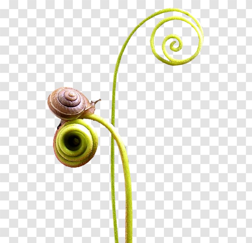 Snail Escargot Slug Orthogastropoda - Gastropods Transparent PNG