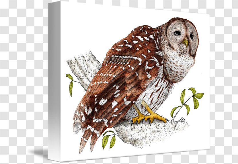 Barred Owl Beak Hawk Mug Transparent PNG