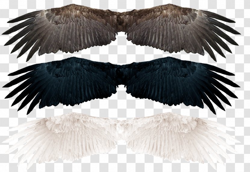 Wing Bird Photography - Negative Transparent PNG