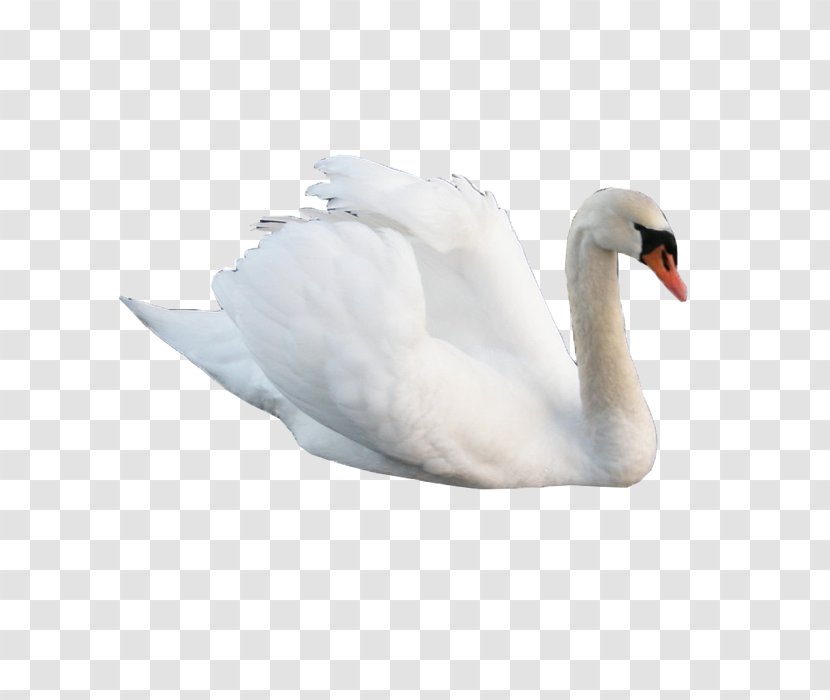 Cygnini Swan Goose Bird - Papercutting Transparent PNG