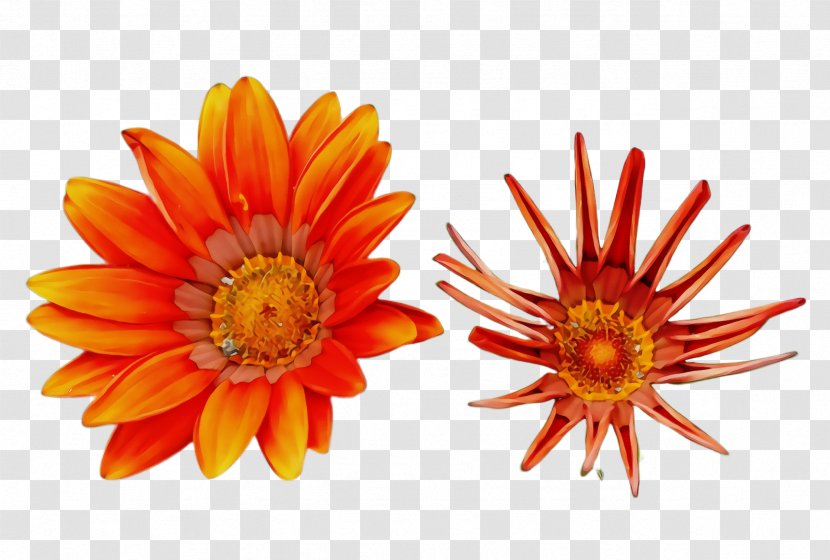 Orange - Yellow - Daisy Family English Marigold Transparent PNG