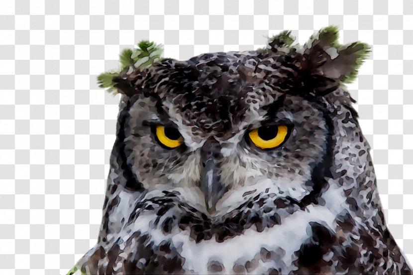 Night Owl Lark At Home Image - Screech - Episode Transparent PNG