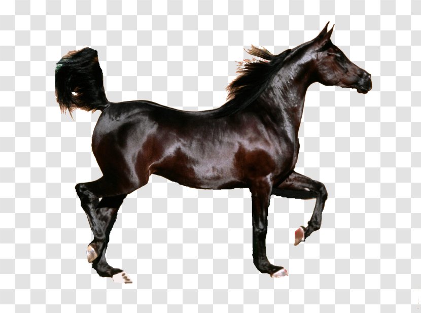 Arabian Horse Friesian Mustang Stallion Foal - Pinto Transparent PNG