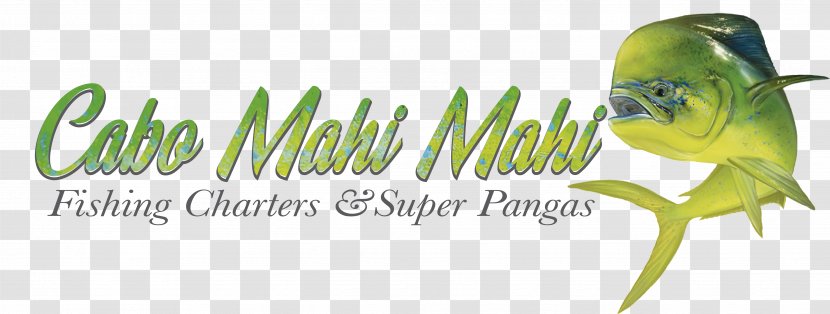 Cabo Mahi-Mahi Sportfishing Mahi-mahi Fishing Macaw - Green - Mahi Transparent PNG