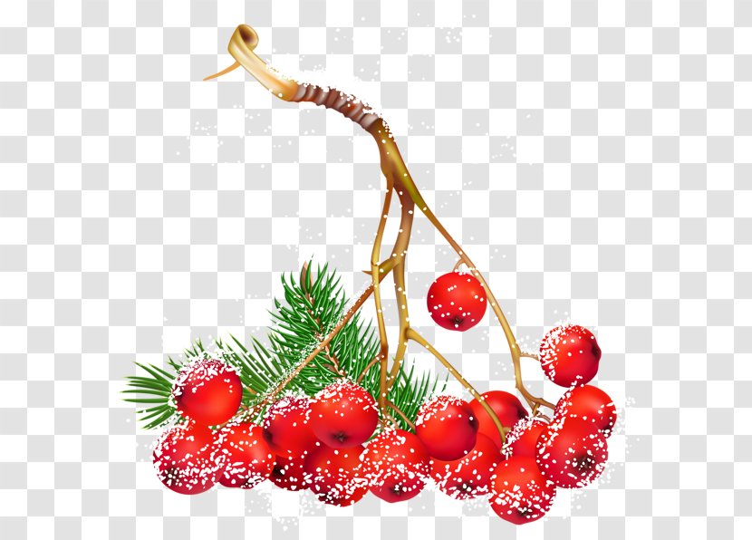 Berry Christmas Clip Art - Conifer Cone - Berries Transparent PNG
