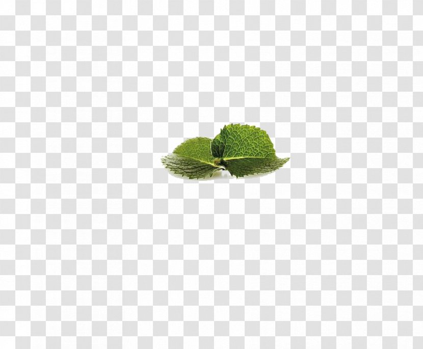 Green Leaf Pattern - Mint Transparent PNG