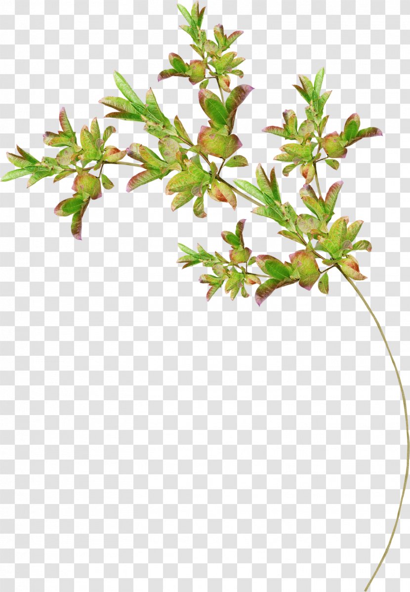 Tree Drawing Flower - Yandex Search - Foliage Transparent PNG