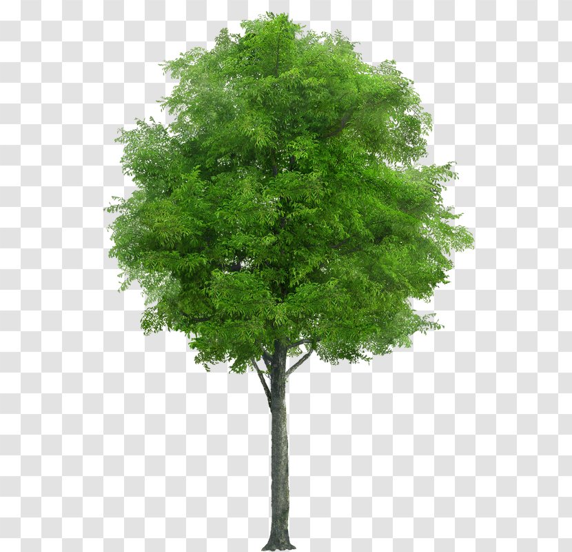 Swingletree Tree Planting Oak Trunk Transparent PNG