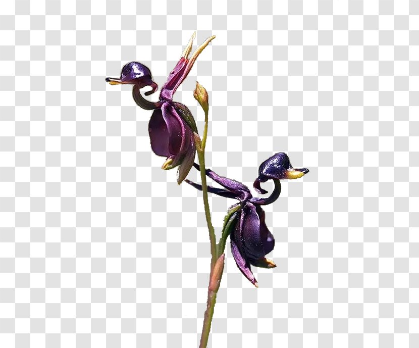 Orchids Embryophyta Flower Caleana Major Duck - Flying Orchid Transparent PNG