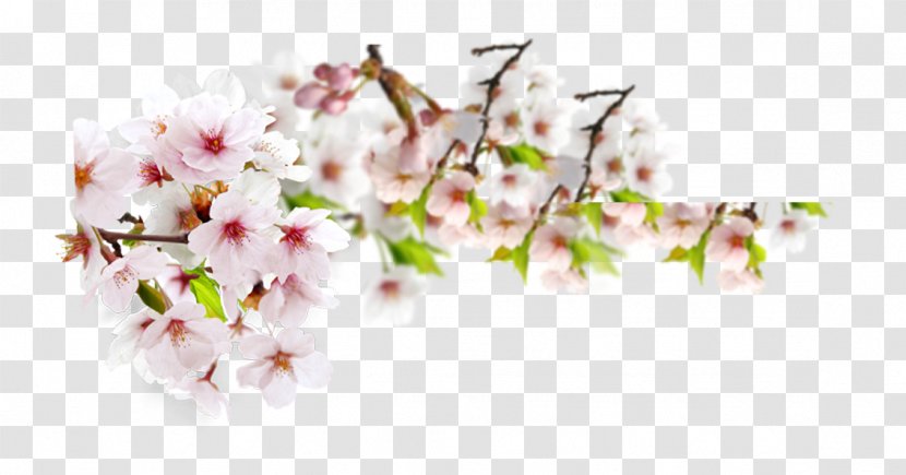 Peach Blossom - Flower - Spring Transparent PNG