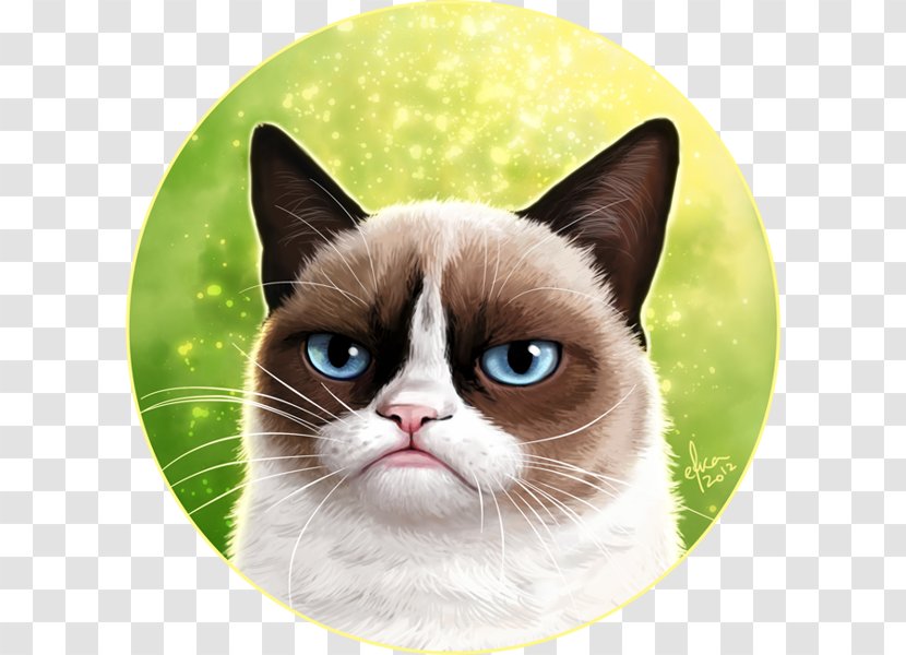 Snowshoe Cat Tonkinese Siamese Grumpy Kitten - Eye Transparent PNG
