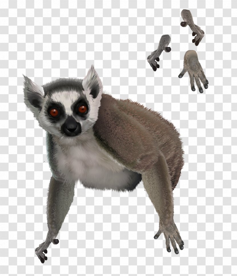 Lemur Primate Drawing Dog Animal - Character - Tail Transparent PNG