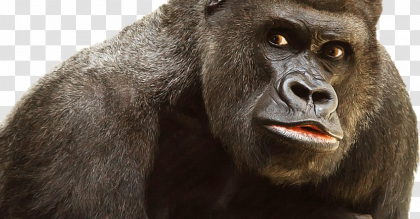 Primate Ape Clip Art - Mammal - Monkey Transparent PNG
