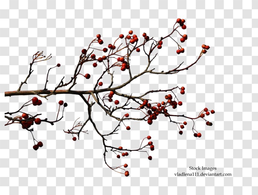 Branch Tree Autumn Clip Art - Love Transparent PNG