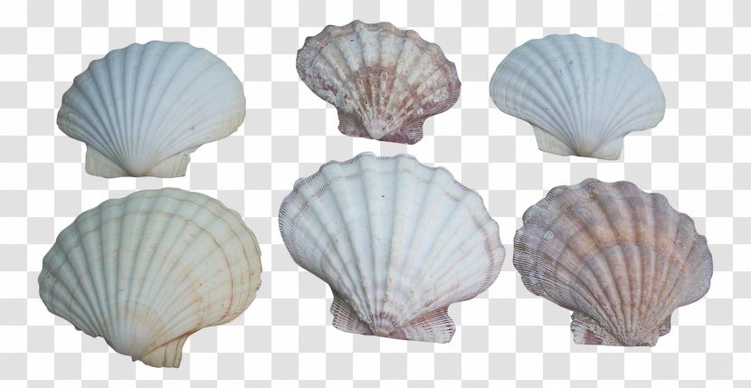 Cockle Conchology - Shellfish - Natural Material Seafood Transparent PNG