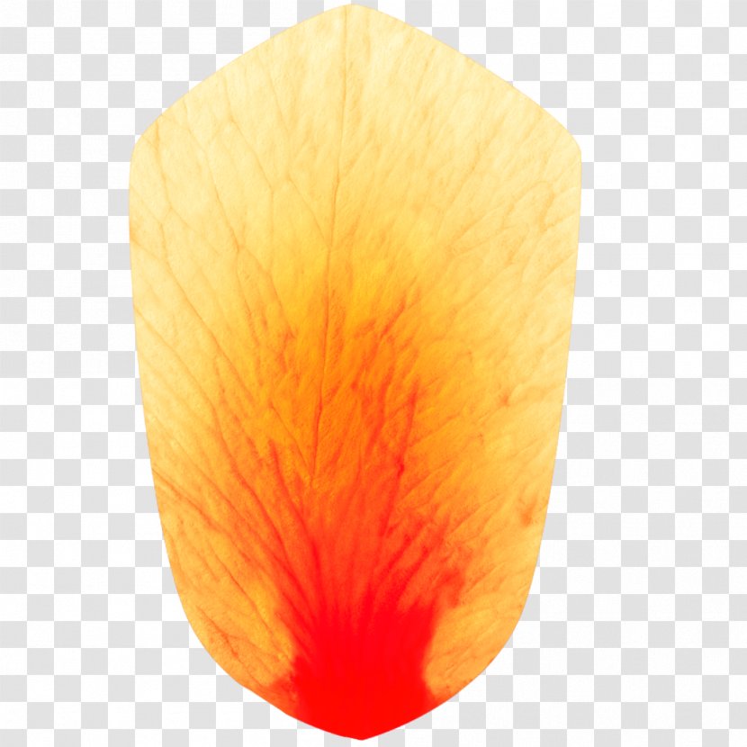 Petal - Orange - Petals Transparent PNG