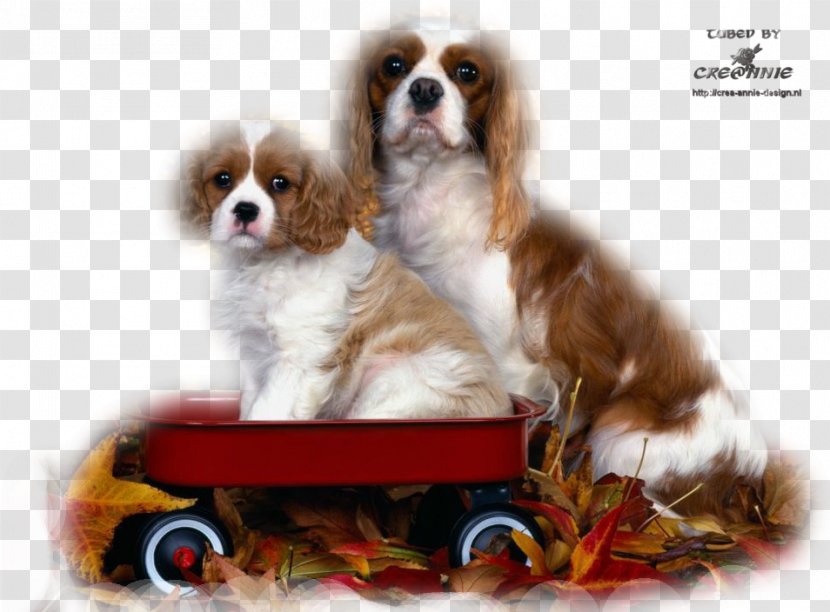 Cavalier King Charles Spaniel English Springer Cavapoo Puppy - Snout Transparent PNG