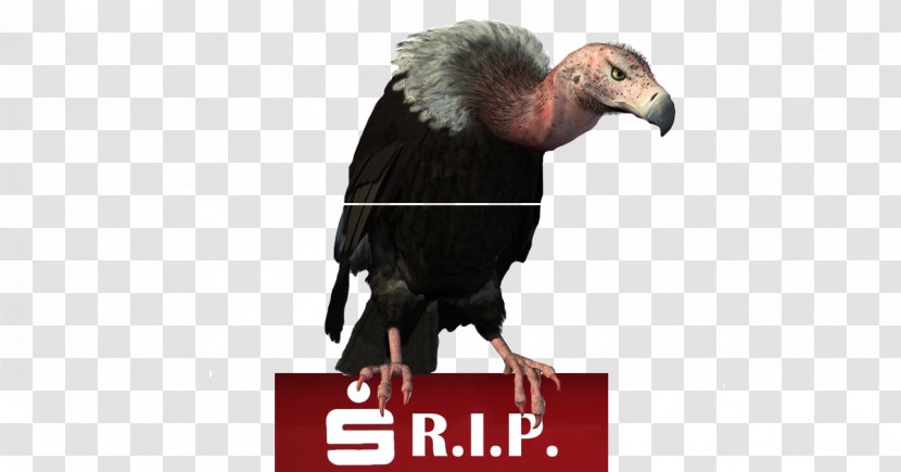 Turkey Vulture Bird Red-headed - Organism Transparent PNG