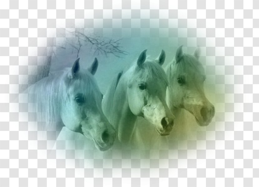 Arabian Horse Dutch Warmblood Andalusian Kentucky Park Stallion - Animal Transparent PNG