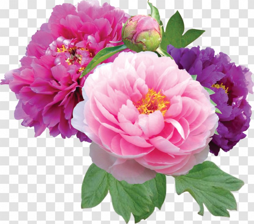 Peony Peonies Flower Shop Clip Art - File Transparent PNG