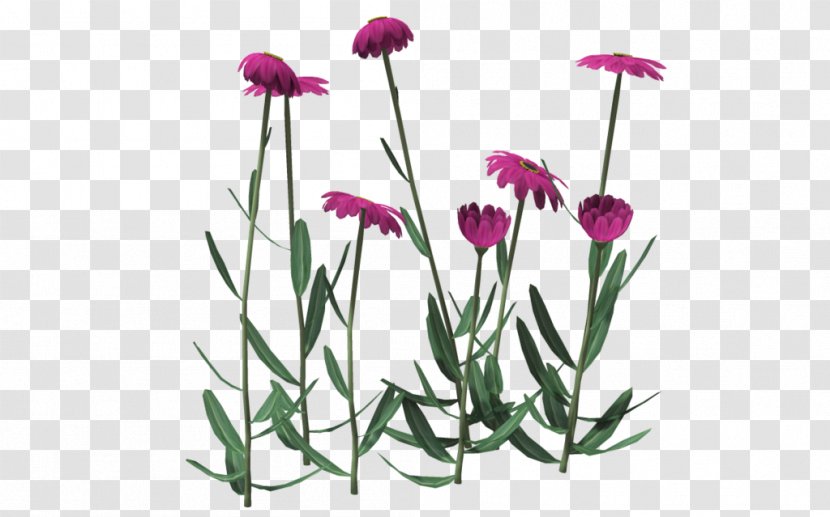 Poser Rendering Cut Flowers Plant - Stem - Pink Daisy Transparent PNG