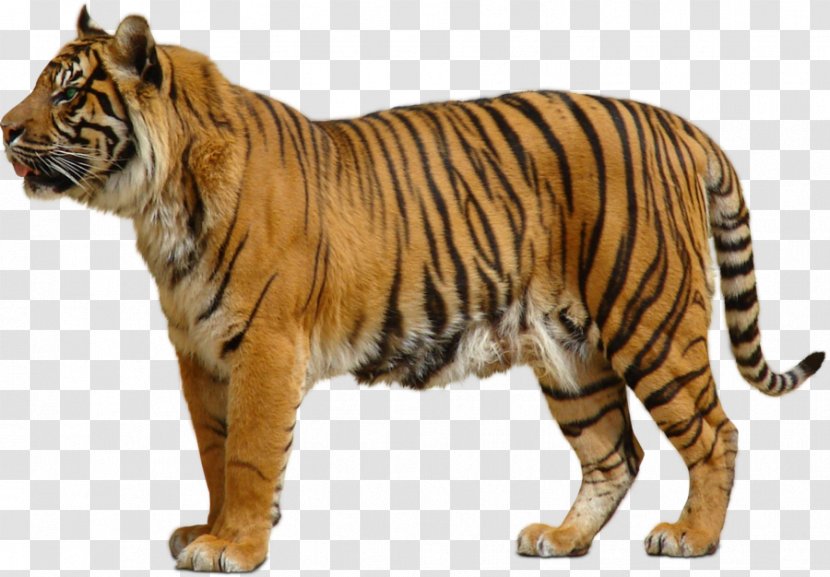Tiger Lion - Animal Transparent PNG
