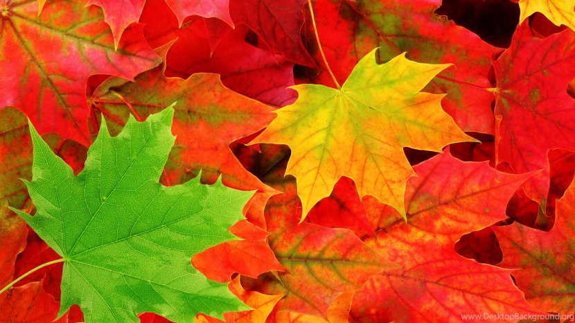 Autumn Leaf Color Desktop Wallpaper Tree - Yellow - Leaves Transparent PNG