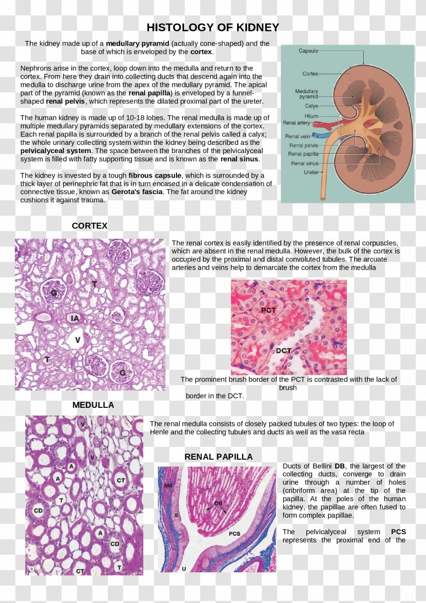 Loop Of Henle Organism Histology Art - Text Transparent PNG