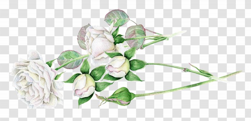 White Floral Design - Flower - Roses Bones Transparent PNG