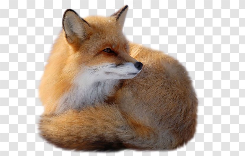 Red Fox - Fauna Transparent PNG