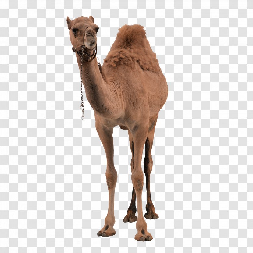 Dromedary Bactrian Camel - Racing Transparent PNG