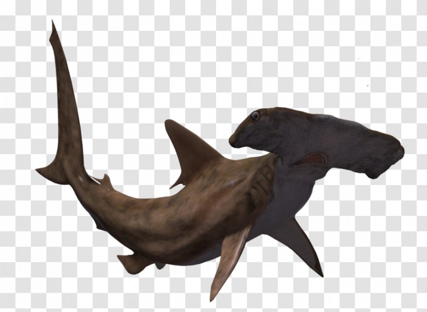 Hammerhead Shark Great Animal Transparent PNG